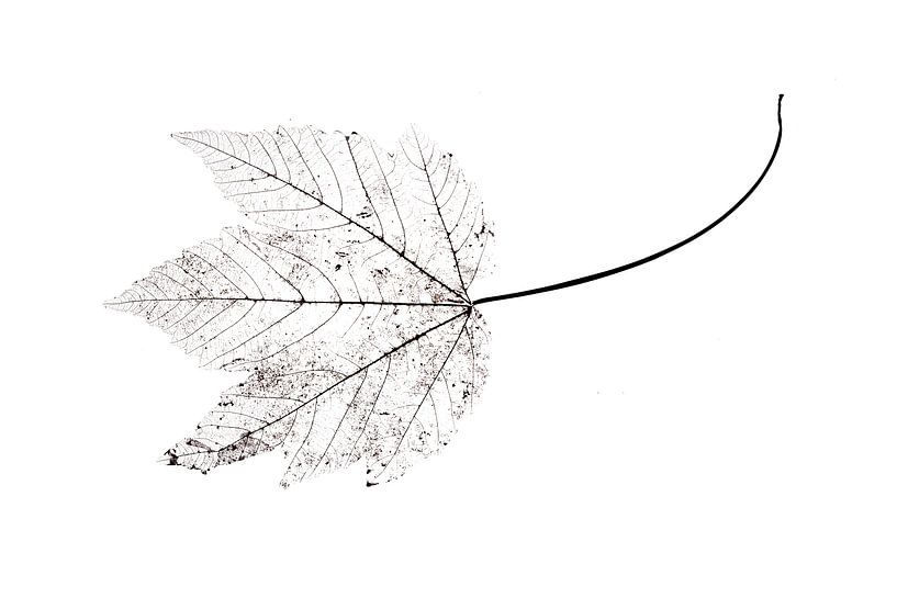 Veins Maple Leaf by Anjo Kan