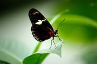 Schmetterling fliegt weg