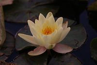 waterlelie
