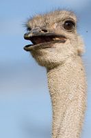 Straußenporträt