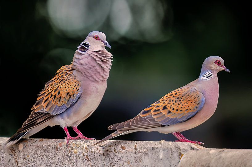 Balzendes Sommertaubenpaar in Flevoland bei Bauernhof von Hans Hut