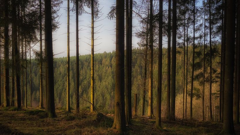 Den Wald vor lauter Bäumen nicht sehen können. von Lex Schulte