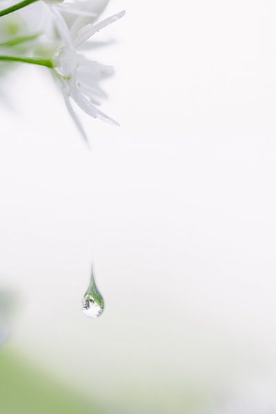 Droplet hangs from petal of badger garlic by Ria van den Broeke