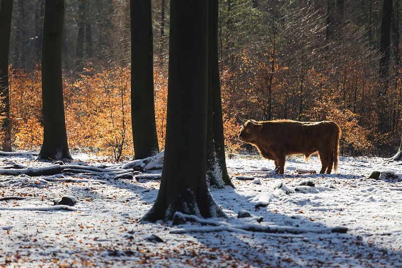 Schottische Highlander im Schnee in der Nähe der Posbank von Rob Kints