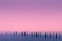 Gulls and cormorants
