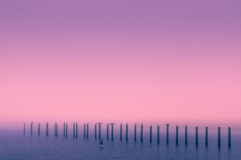 Meeuwen en aalscholvers van Tony Buijse