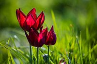 Tulips in the grass 3