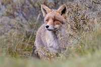 Grijze vos in de duinen