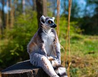 Ringschwanzlemur, der in Gedanken auf einem Pfahl sitzt (Nahaufnahme)
