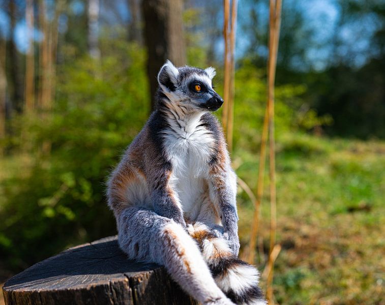 Ringschwanzlemur, der in Gedanken auf einem Pfahl sitzt (Nahaufnahme) von JGL Market