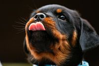 Lekker puh, a dû penser ce toutou.