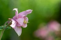Columbine in bud