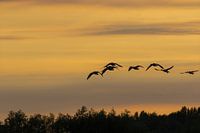 Fliegende Gänse in der Abenddämmerung