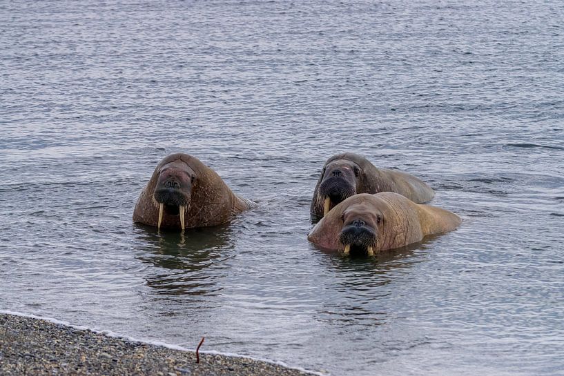 Walrus par Merijn Loch