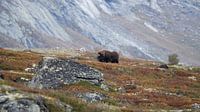 Musk ox