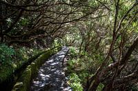 Levada-Wald auf Madeira