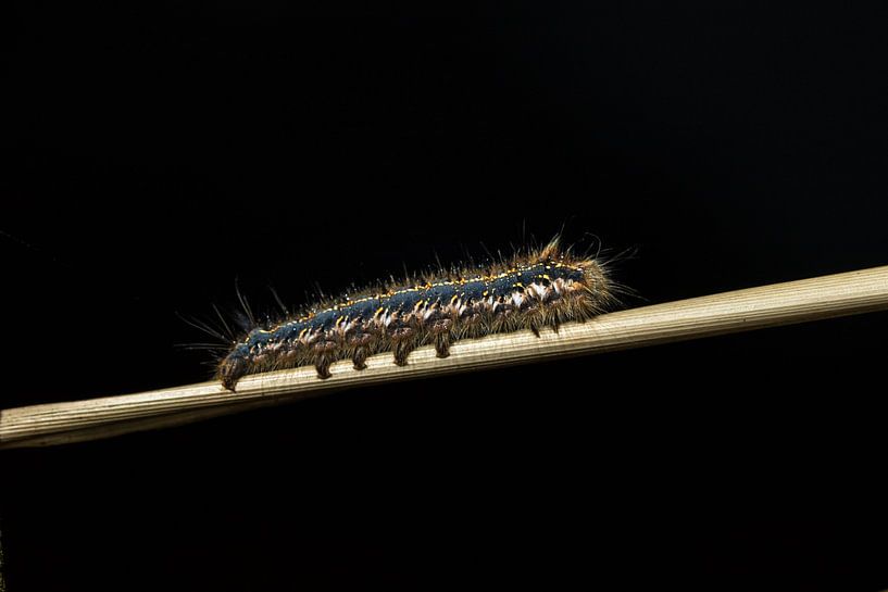 Rups op zwarte achtergrond by Marcel Runhart