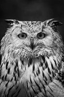 Owl, straight from the front, black and white