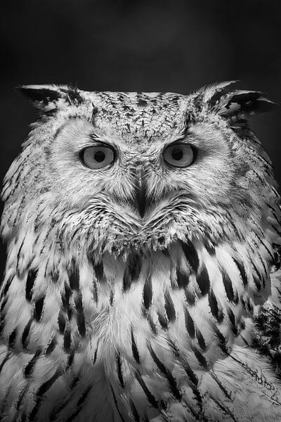 Owl, straight from the front, black and white by Heino Minnema