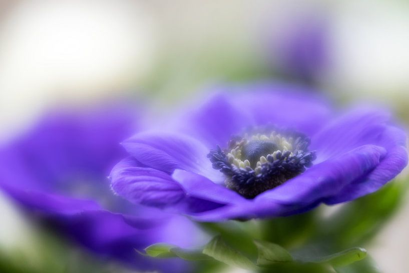 Anemone by Janny Kleijn
