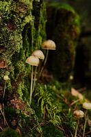 Mushroom in the forest