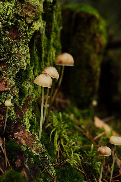 Mushroom in the forest by Sharonne Verkaik