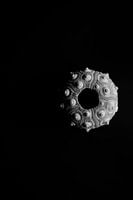 Minimalist, black-and-white image of the sea urchin Codaris