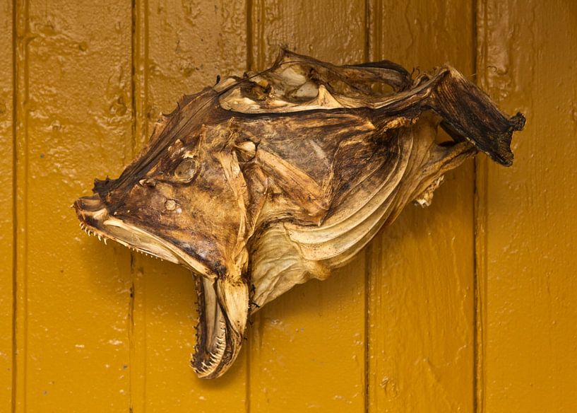 Tête de poisson en Norvège par Anja B. Schäfer