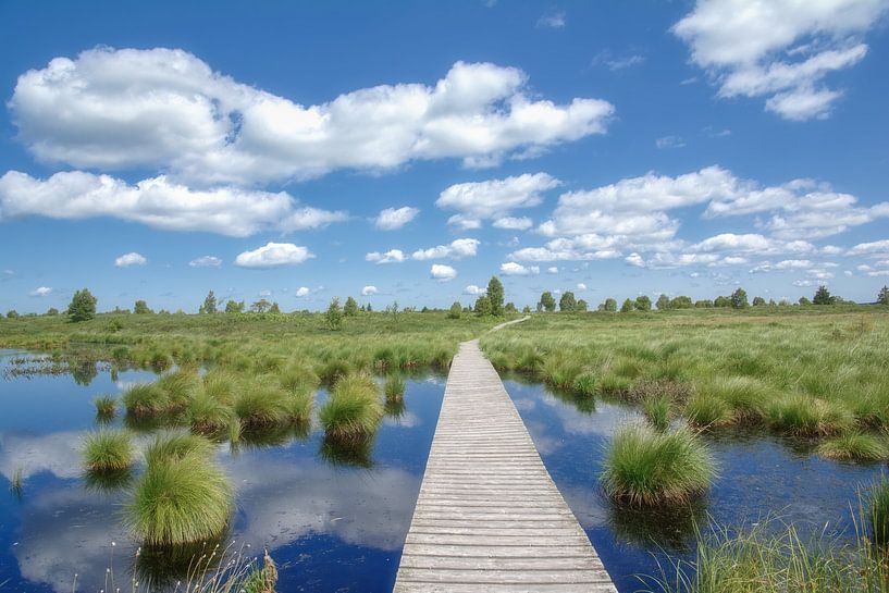 im Hohen Venn resp.Hautes Fagnes,Eifel,Deutschland und Belgien von Peter Eckert