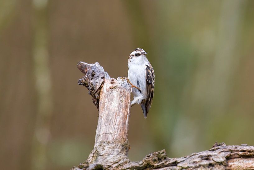 Sittelle par Goffe Jensma