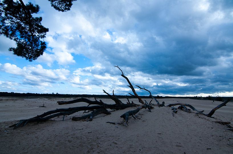 Arbre enterré par Anita van Hengel