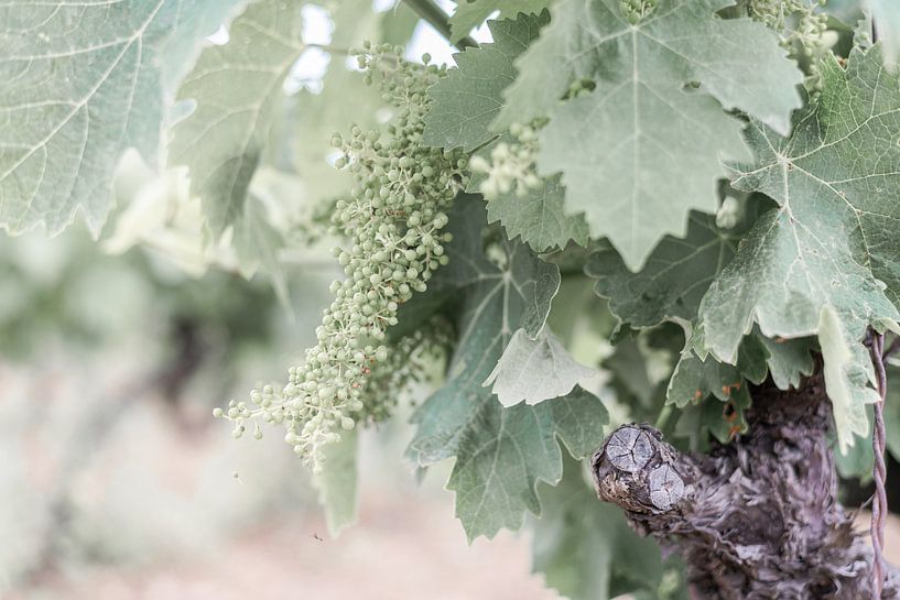 Vines in Provence by DsDuppenPhotography