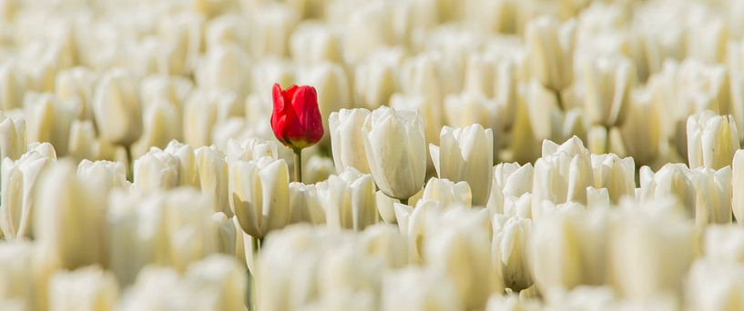 Red lonely Tulip by Gert Hilbink