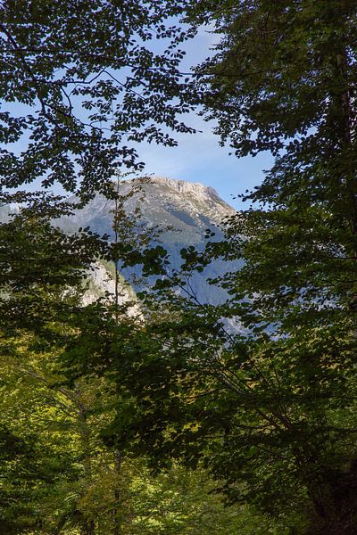 Les montagnes du Triglav à travers les arbres par Louise Poortvliet