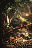Dicke Amsel auf einem Ast in dunkler Stimmung