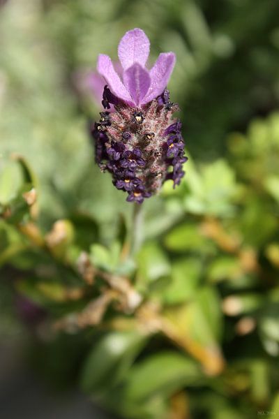 lavendula - VI par Meleah Fotografie