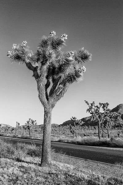 Park Boulevard, Joshua Tree National Park van Melanie Viola