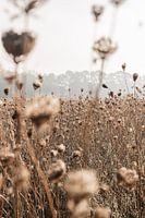 Leichter Herbstnebel über verwelkten Blüten