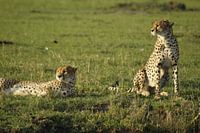 op de uitkijk naar een prooi