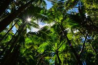 Welcome to the Jungle