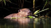 Beaver eating a willow