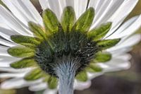 Flower of a daisy (Bellis perennis)