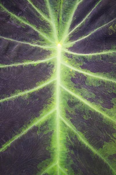 Gros plan d'une feuille d'une plante tropicale. par Christa Stroo photography
