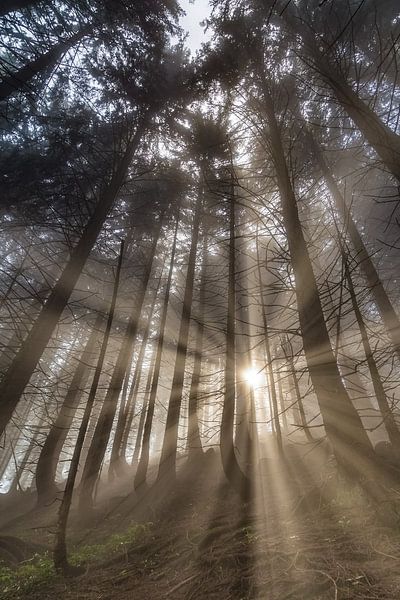 Soleil matinal dans la forêt de montagne par Manfred Schmierl