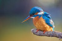 Kingfisher