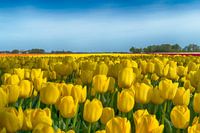 Yellow tulips 1