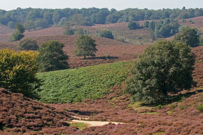 Heather on the Posbank by Antwan Janssen
