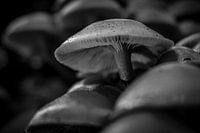 Dark winter mushroom