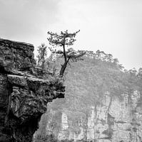 Eenzame boom boven een afgrond in Avatar Mountain