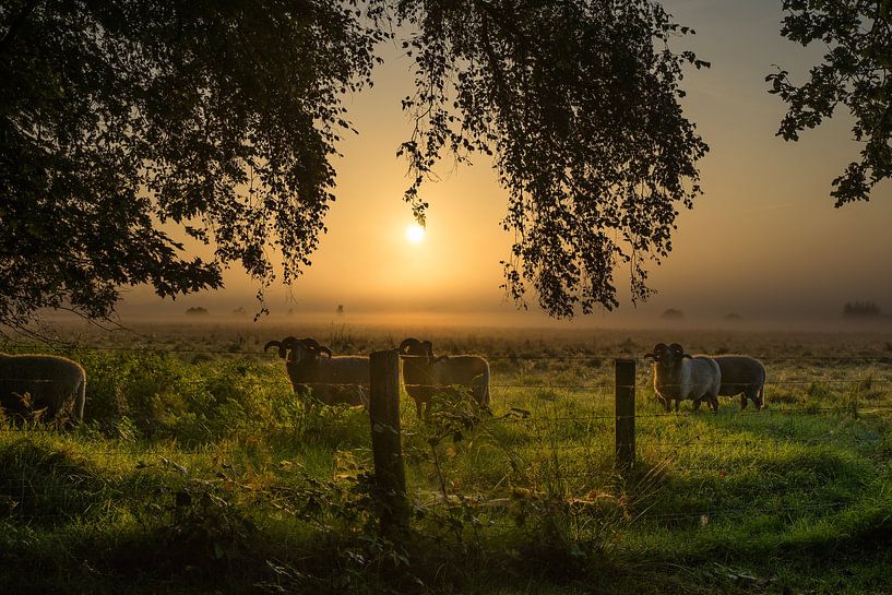 Sonnenaufgang im Naturschutzgebiet It Mandefjild bei Bakkeveen von Goffe Jensma